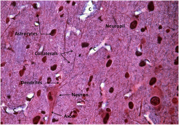 Neuropil
